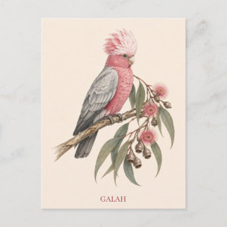 Galah Postcard | Bush Edition ポストカード