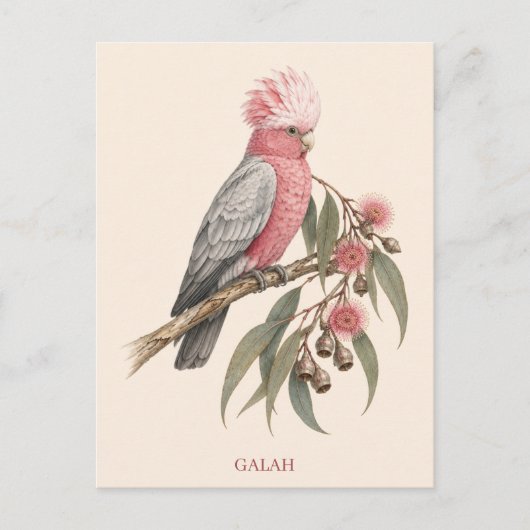 Galah Postcard | Bush Edition ポストカード (正面)