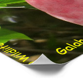 Galah (Rose Breasted/Roseate Cockatoo) ポスター (角)