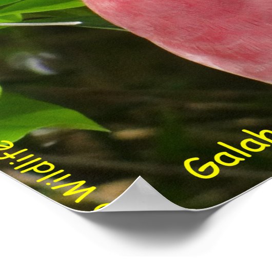 Galah (Rose Breasted/Roseate Cockatoo) ポスター (角)