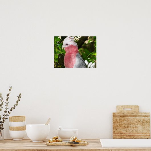 Galah (Rose Breasted/Roseate Cockatoo) ポスター (キッチン)