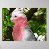 Galah (Rose Breasted/Roseate Cockatoo) ポスター (正面)
