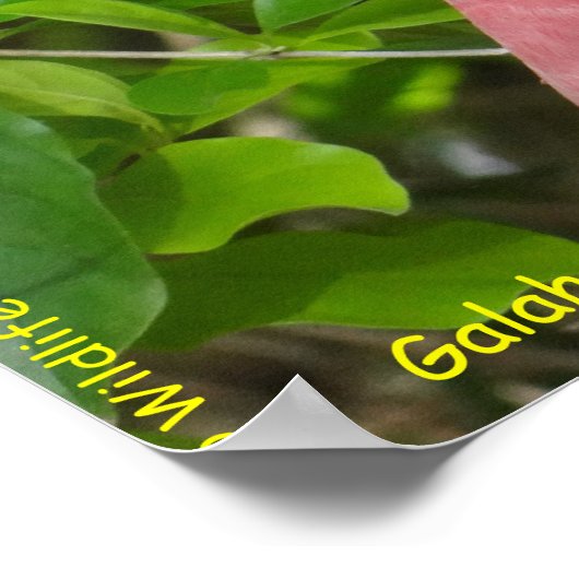 Galah (Rose Breasted/Roseate Cockatoo) ポスター (角)