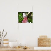 Galah (Rose Breasted/Roseate Cockatoo) ポスター (キッチン)