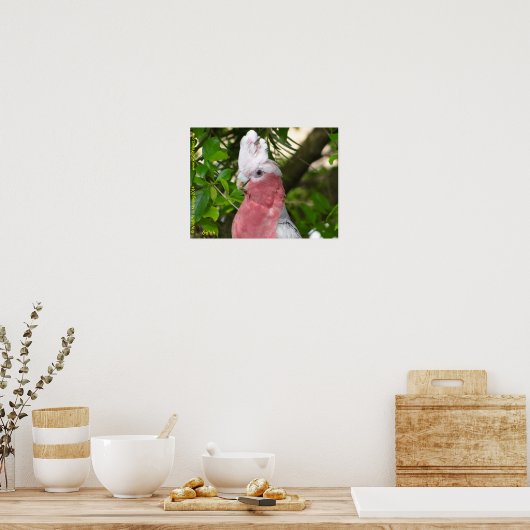 Galah (Rose Breasted/Roseate Cockatoo) ポスター (キッチン)