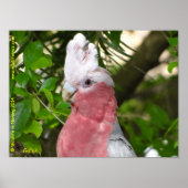 Galah (Rose Breasted/Roseate Cockatoo) ポスター (正面)