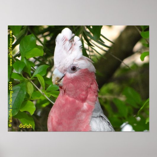 Galah (Rose Breasted/Roseate Cockatoo) ポスター (正面)