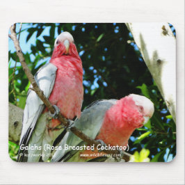 Galahs (Breastedのばら色のオウム) マウスパッド