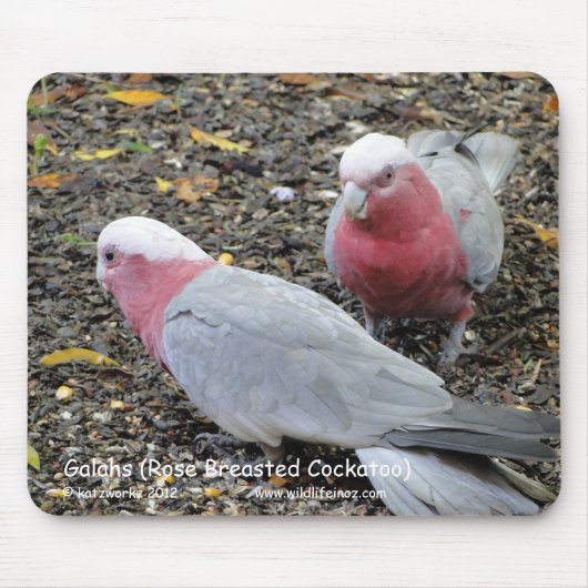 Galahs (Breastedのばら色のオウム) マウスパッド (正面)