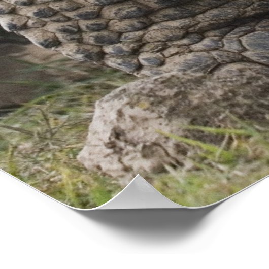 Galapagos Giant Tortoises Geochelone ポスター (角)