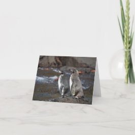 Galapagos Penguin Pair Greeting Card カード
