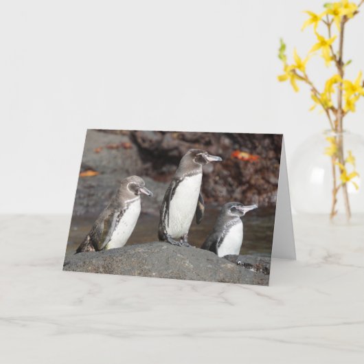 Galapagos Penguins Folded Greeting Card カード (黄色い花)