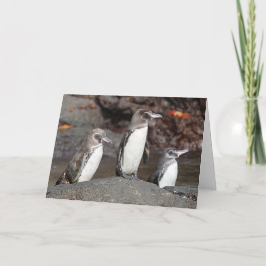 Galapagos Penguins Folded Greeting Card カード (正面)