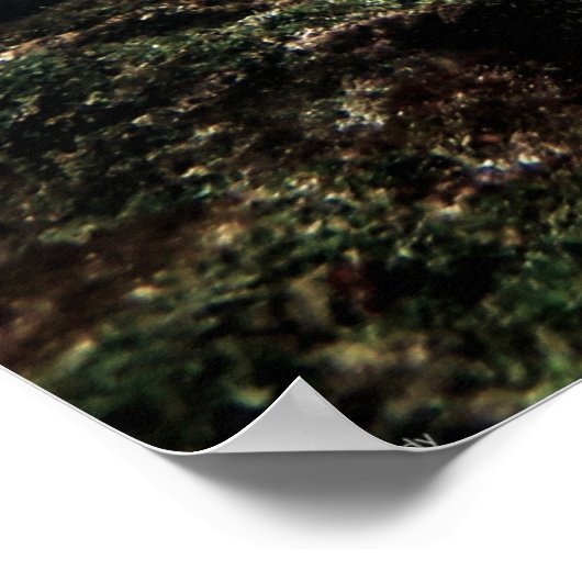 Galápagos Sea Turtle with Sergeant Major Fish ポスター (角)