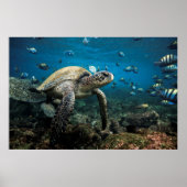 Galápagos Sea Turtle with Sergeant Major Fish ポスター (正面)