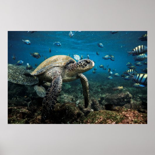 Galápagos Sea Turtle with Sergeant Major Fish ポスター (正面)