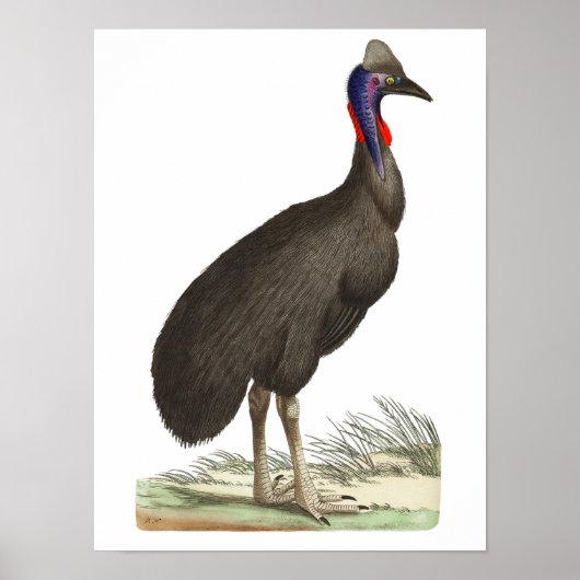 Galeated Cassowary by George Shaw ポスター (正面)