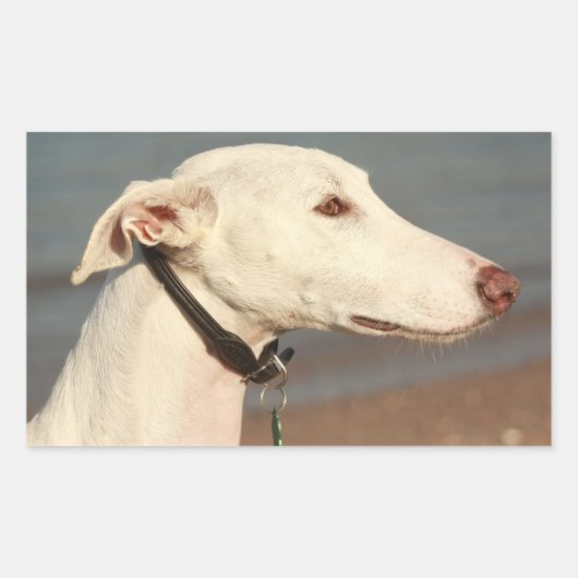 Galgo Windhund 長方形シール (正面)