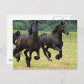 Galloping Friesian馬はがき ポストカード (正面/裏面)