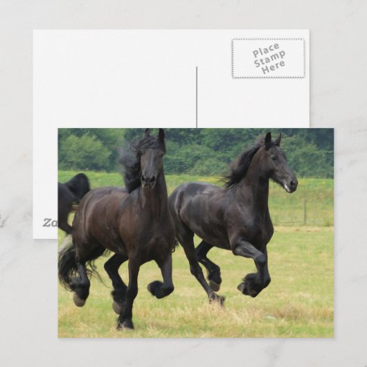 Galloping Friesian馬はがき ポストカード (正面/裏面)