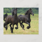 Galloping Friesian馬はがき ポストカード (正面)