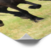 Galloping Friesian Horsesポスター ポスター (角)