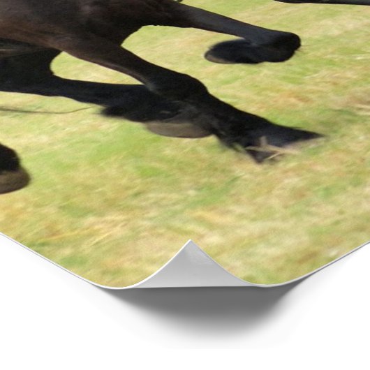 Galloping Friesian Horsesポスター ポスター (角)