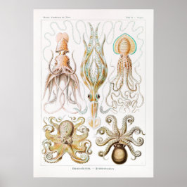 Gamochonia-Trichterkraken by Ernst Haeckel ポスター