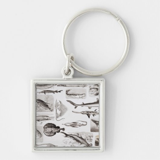 Ganoid魚類学Elasmobranch キーホルダー (正面)