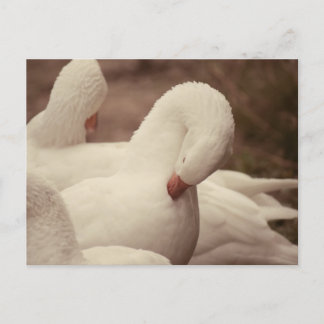Gans Postkarte ポストカード