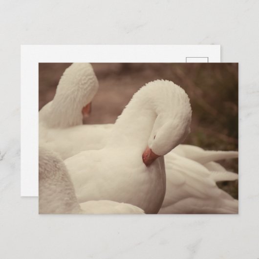 Gans Postkarte ポストカード (正面/裏面)