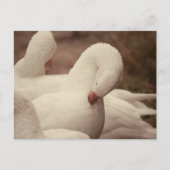 Gans Postkarte ポストカード (正面)
