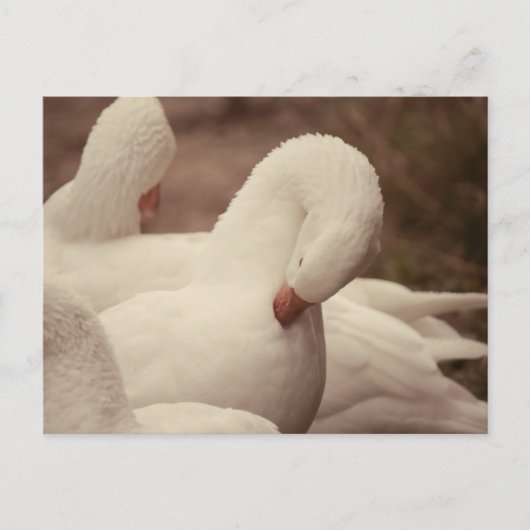 Gans Postkarte ポストカード (正面)