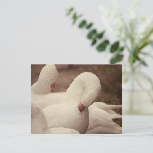 Gans Postkarte ポストカード (スタンド正面)