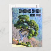 Gapyeong Koreaのミレニアムジュニパー ポストカード (正面/裏面)