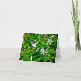Garden Flowers (2) サンキューカード