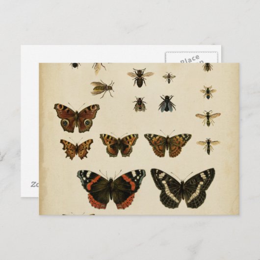 Garden Insects by Vision Studio ポストカード (正面/裏面)