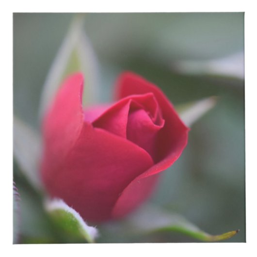 Garden on a Box フォトキューブ (正面)