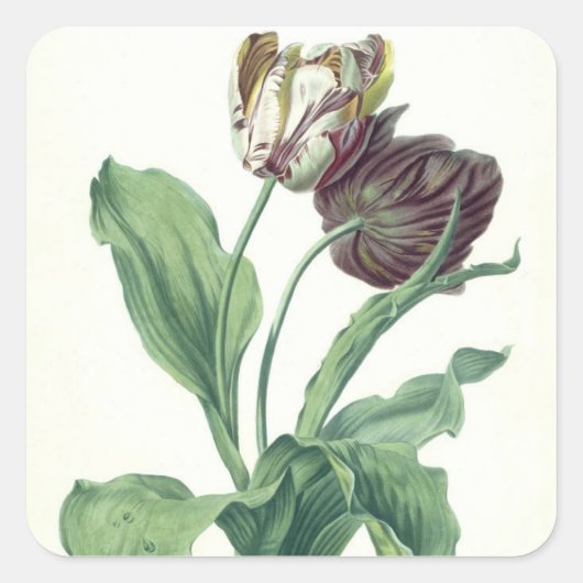 Garden Tulip, from 'Opera Botanica', filled by L スクエアシール (正面)
