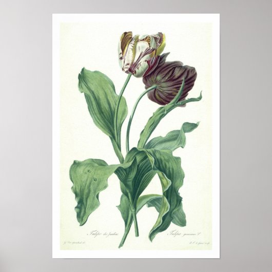 Garden Tulip, from 'Opera Botanica', filled by L ポスター (正面)