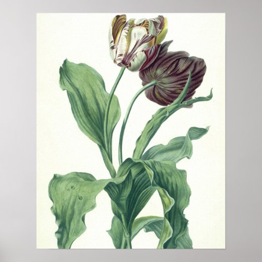 Garden Tulip, from 'Opera Botanica', filled by L ポスター (正面)