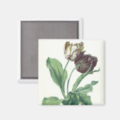 Garden Tulip, from 'Opera Botanica', filled by L マグネット (正面/裏面)
