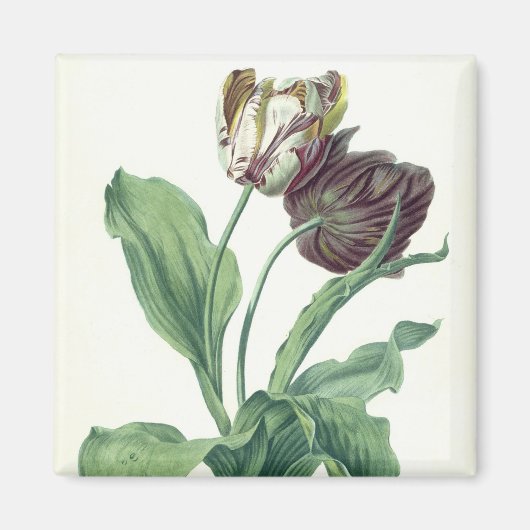 Garden Tulip, from 'Opera Botanica', filled by L マグネット (正面)