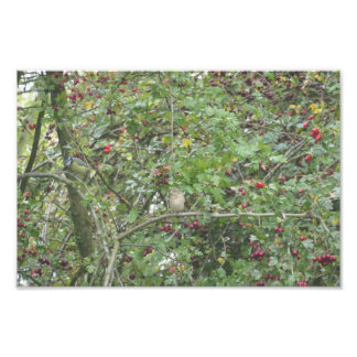 Garden Warbler and Blue Tit フォトプリント