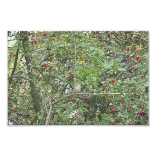 Garden Warbler and Blue Tit フォトプリント (正面)