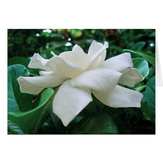 Gardenia (正面横)