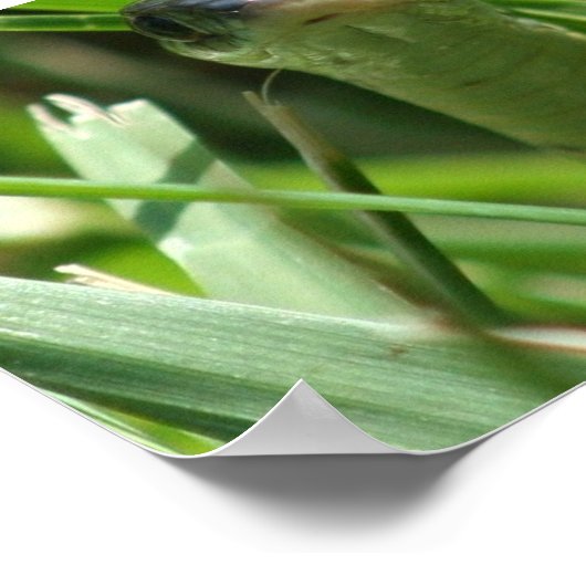 Garter Snake in the Grass ポスター (角)