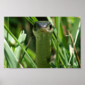 Garter Snake in the Grass ポスター (正面)