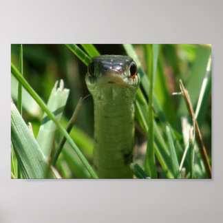 Garter Snake in the Grass ポスター