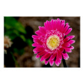Garvinea Sweet Fiesta Gerber Daisy ポスター (正面)